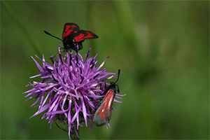 Zygaenid butterflies on flower